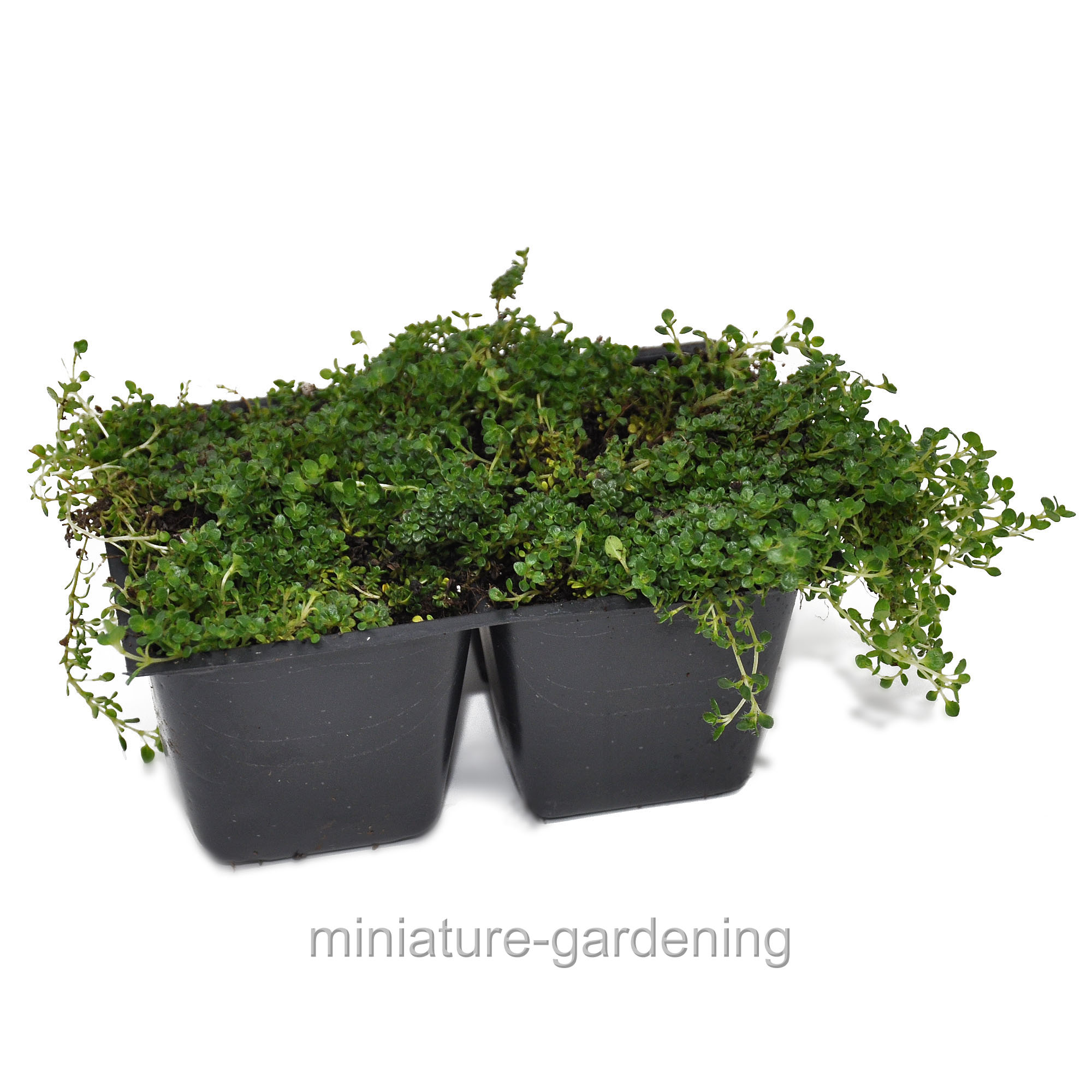 Thymus serpyllum, Elfin Thyme, Ground Cover, Pack of 4 Plants