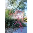 thumbnail image 6 of 25 RED YUCCA Hesperaloe Parviflora aka Hummingbird, Coral, & Texas Yucca Flower Seeds, 6 of 10