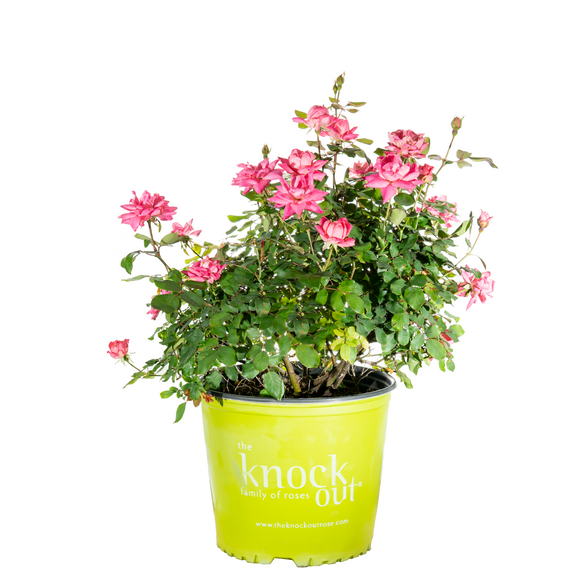 The Knock Out® Family of Roses 'The Pink Double Knock Out® Rose' Live Shrub in 3-Gallon Grower Pot