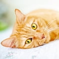 thumbnail image 4 of Calendar 2024-2025, Cats Wall Calendar, Monthly Calendar, 16 Month Hanging Calendar Sep 2024 - Dec 2025, 12x12 in., 4 of 5