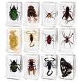 thumbnail image 1 of Zmeidao - 12 piezas de resina de insectos, kit de pisapapeles de taxidermia de animales de resina, colección, muestra de aula de educación científica con lupa para niños, regalo para el Día del Niño, 1 of 8