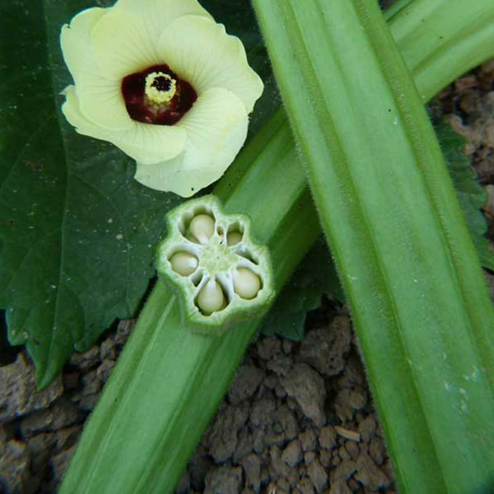 Emerald Okra Seed 2 g 35 Seeds Heirloom, Open Pollinated, NonGMO