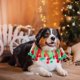 thumbnail image 5 of Collar de perro de Navidad Pom Pom de Navidad Collar de perro decorativo Adornos de collar de mascota de Navidad Rojo Verde Collar de mascota ajustable Traje de mascota de Navidad, 5 of 5