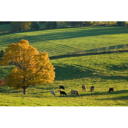 Beef Cattle Grazing In Autumn North Wiltshire Prince Edward Island Canvas Art - John Sylvester Design Pics (17 x 11)