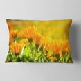 thumbnail image 2 of Designart Orange Marigold Flowers in Sunlight - Floral Throw Pillow - 12x20, 2 of 5