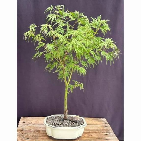 Bonsai Boy of   York c2074 Lace Leaf Maple Bonsai Tree - Acer Palmatum Var Dissectum Seiryu