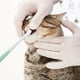 thumbnail image 3 of Kit de cepillado dental para mascotas: perros pequeños, gatos y cachorros, 3 of 3