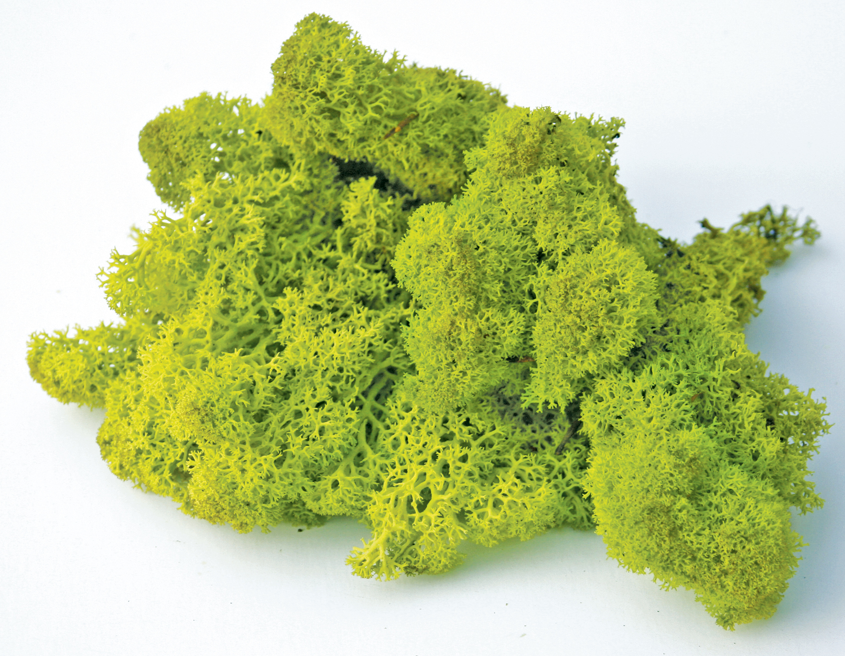 Super Moss 25111 8 Oz Chartreuse Reinder Moss