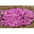 thumbnail image 6 of Purple Ice Plant Delosperma cooperi- Succulent Ground Cover, Drought-Tolerant, Full Sun, Low Water, Pollinator Attracting, Container-Friendly, Pet Safe 2 Gallon, 6 of 18