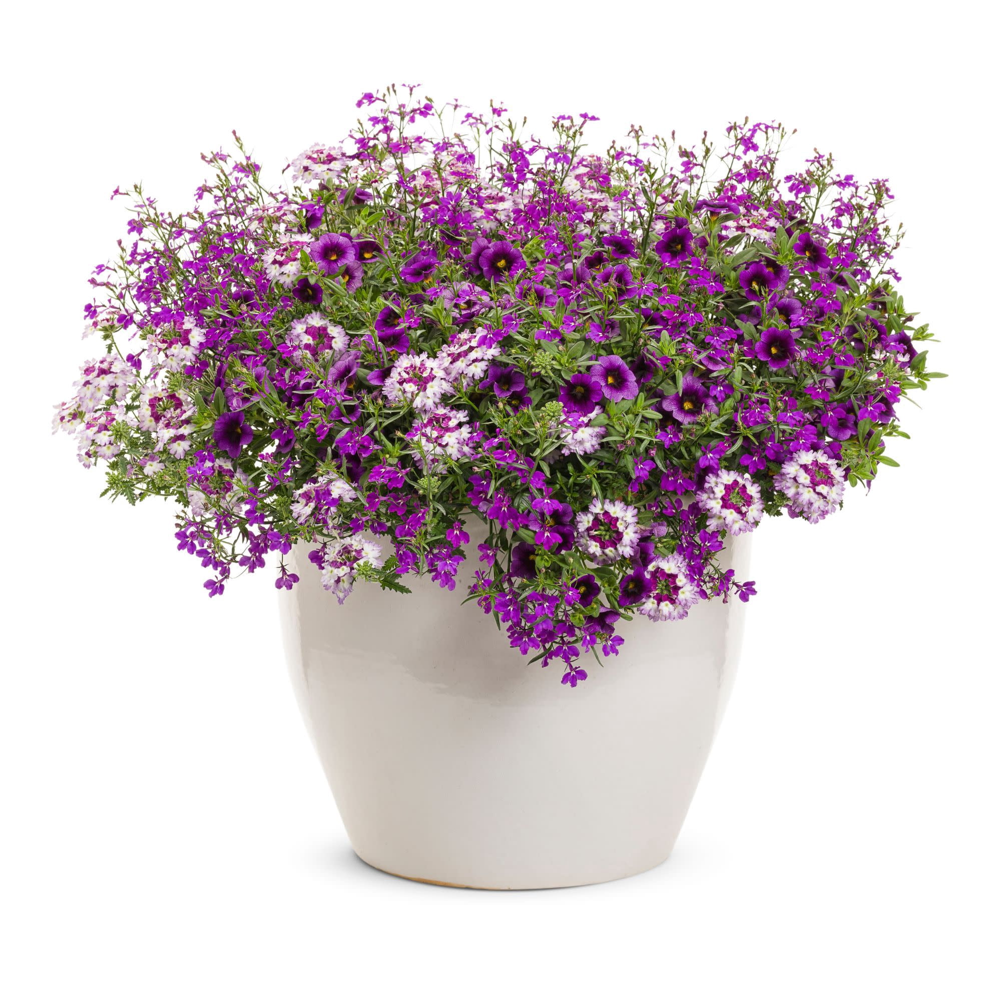 Proven Winners 4" Purple Superbena Sparkling Amethyst Verbena Live Plant in 4.25" Pot (4 Count)