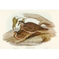 thumbnail image 2 of Gould, John 18x13 Gold Ornate Wood Framed with Double Matting Museum Art Print Titled - Bronze-winged Pigeon-Peristera chalcoptera, 2 of 4