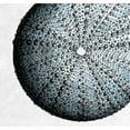thumbnail image 2 of Lewis, Sheldon 16x15 White Modern Wood Framed Museum Art Print Titled - Urchin Shell 2, 2 of 4