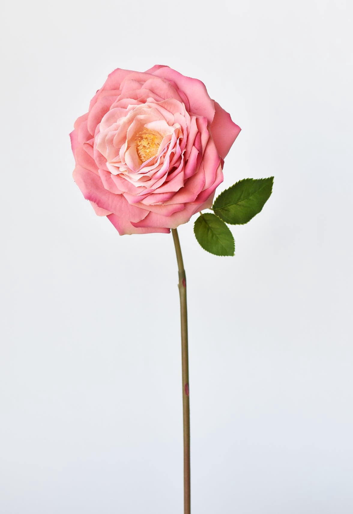 Park Place - 12 Piece Open Cabbage Rose Stem 20" Rose
