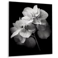 thumbnail image 2 of Designart "Monochrome Elegance in Blooming Hydrangeas I" Floral Metal Art Print, 2 of 5