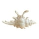 thumbnail image 1 of Pinzas para el pelo con forma de caracola. Pinzas grandes de 12,7 cm para cabello grueso. Accesorios de playa de verano para mujer. Elegante joyería para ella, 1 of 5