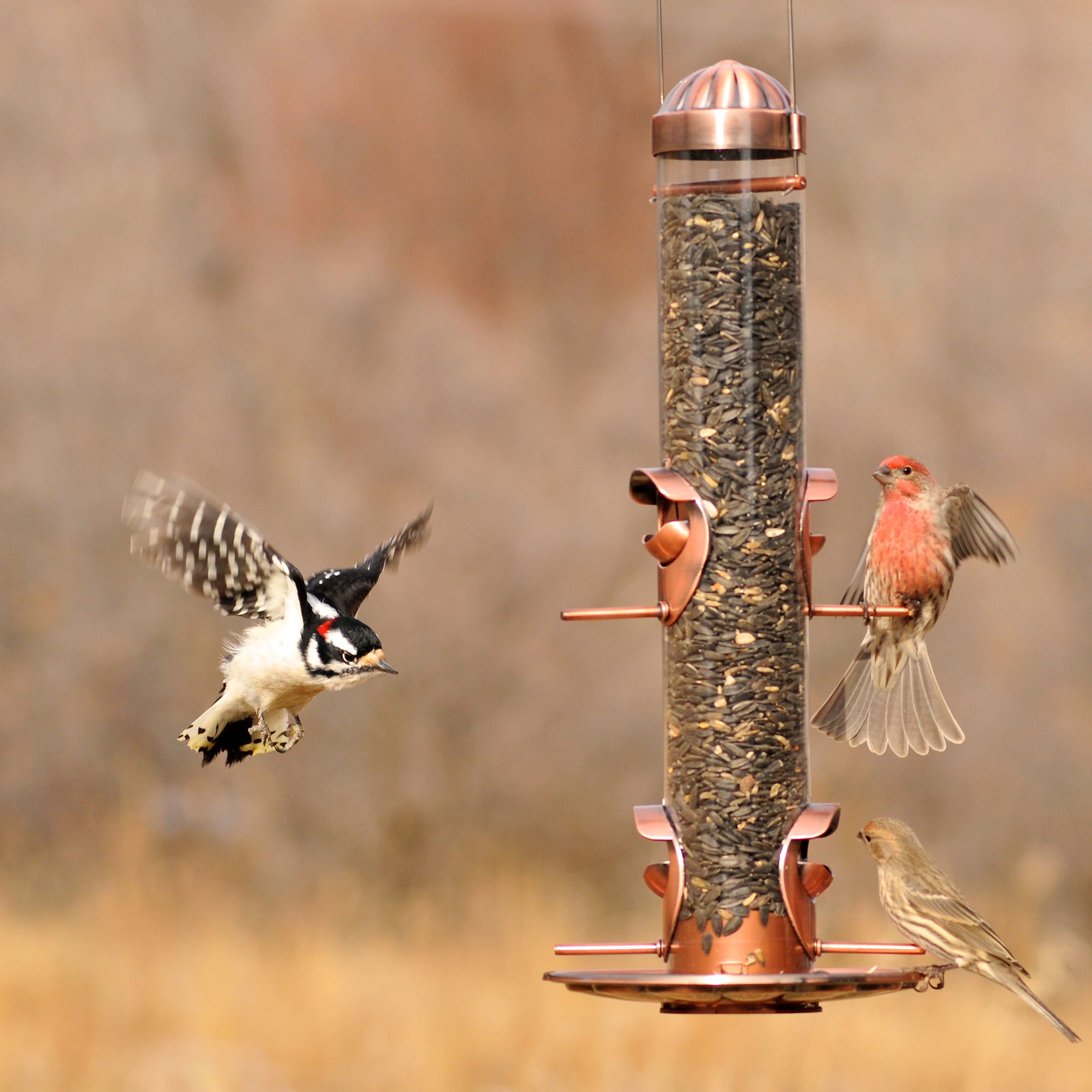 Perky Pet 2 In 1 Wild Bird Feeder Walmart Com