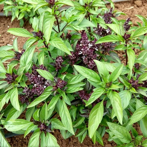 Country Creek Acres 100 Thai Basil Thai Basil