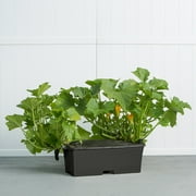 EarthBox Container Gardening System - Black