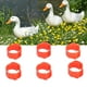 thumbnail image 3 of Anillos Para Patas De Pollo, Bandas Reutilizables Para Patas De Aves De Corral Con Clip Para Granja Para Ganadería, 3 of 7