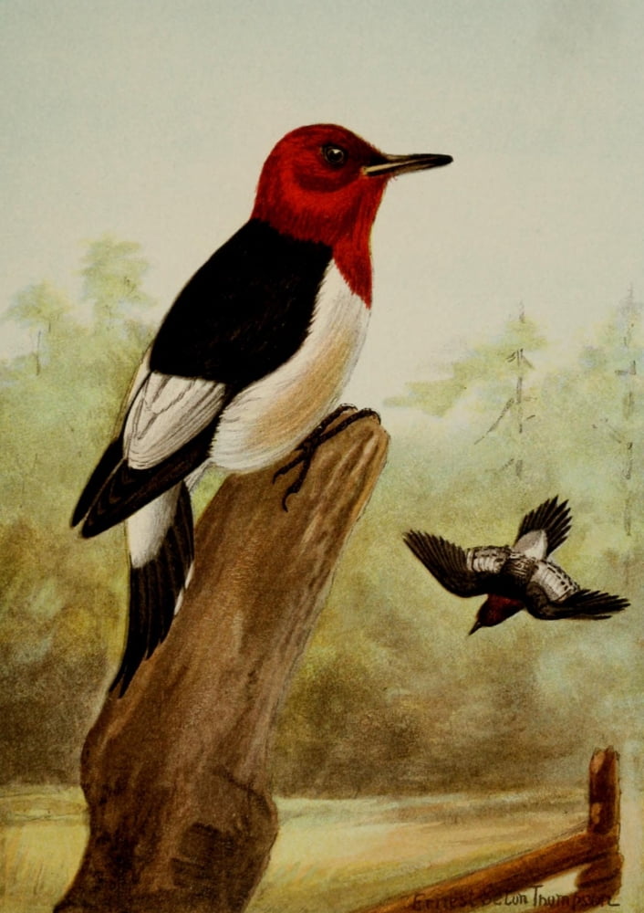 Bird Life 1901 Red-