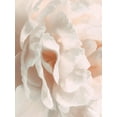 thumbnail image 2 of Pollard, David 25x32 White Modern Wood Framed Museum Art Print Titled - Peony Pale Sepia II, 2 of 4