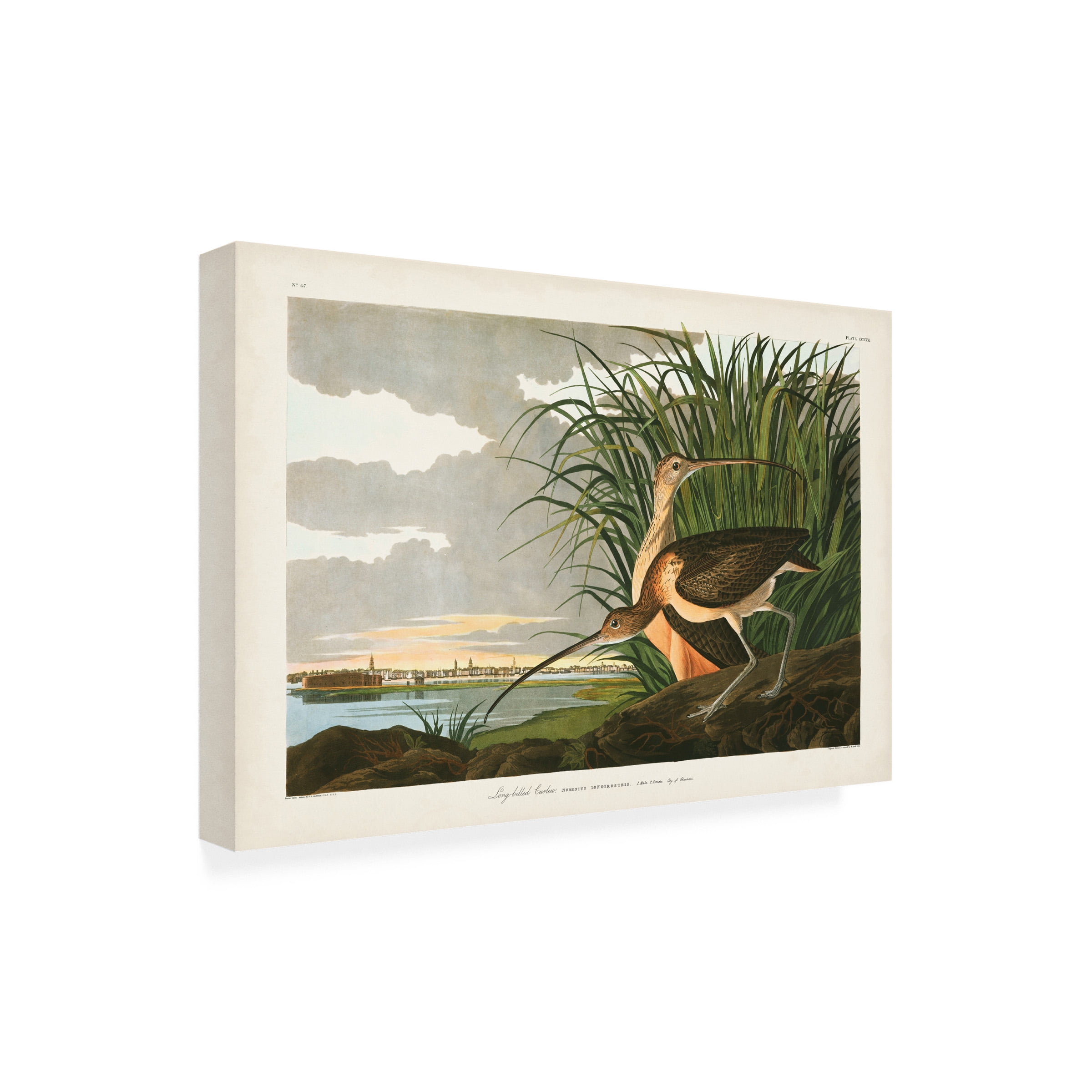 John James Audubon 'Long billed Curlew' Canvas Art