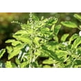thumbnail image 2 of Holy Basil Tulsi Basil Plant Herbs Certified Organic 3.5 inch pots, 2 of 6