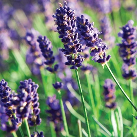 Munstead Lavender Herb - Perennial - Relaxing - Live Plant - Quart