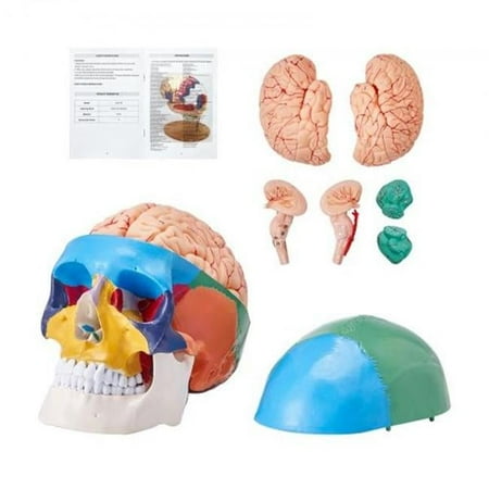 8-Parts Brain & 3-Parts Life-Size Painted Anatomy Skull Human Skull Model