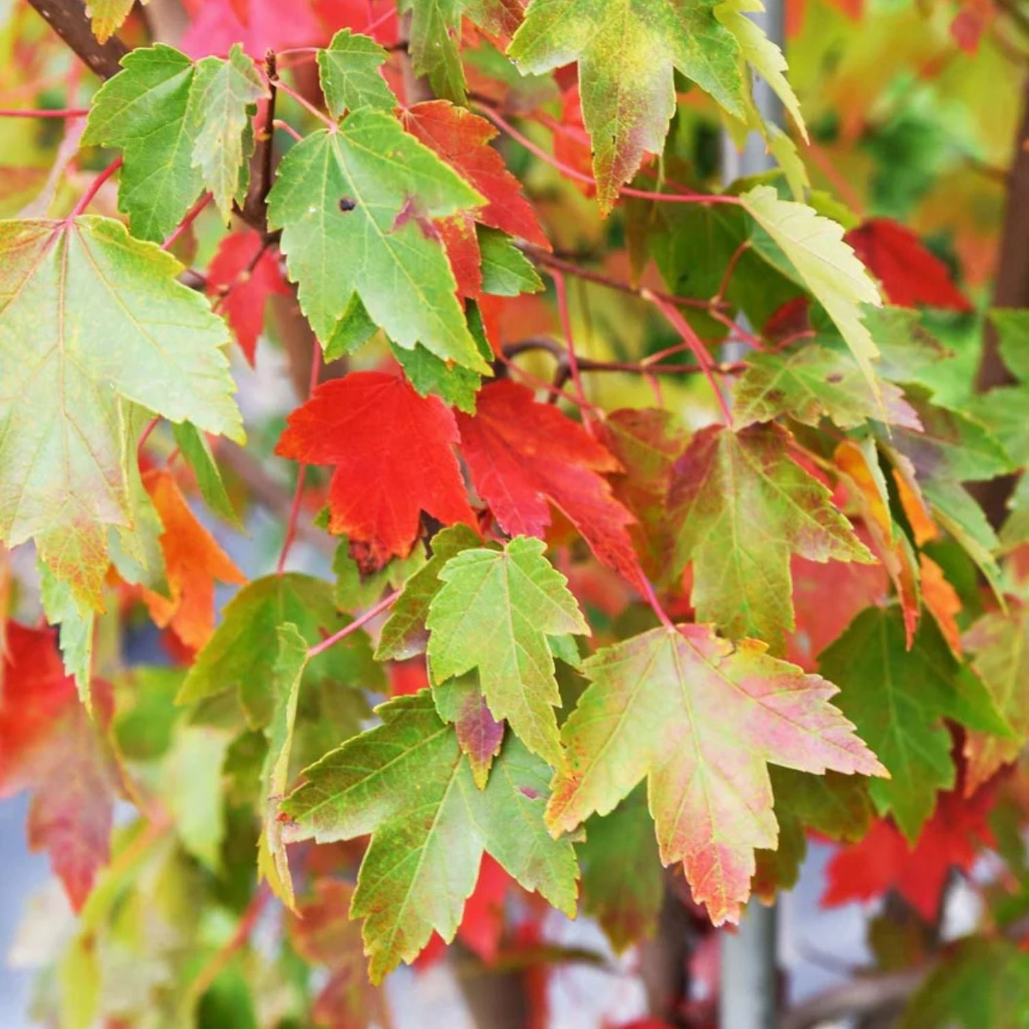 Expert Gardener 1- 1.5 ft tall Sun Valley Maple Live Tree in 1-Gallon Grower Pot