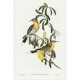 thumbnail image 2 of Gould, John 17x24 Black Modern Framed Museum Art Print Titled - Spiny-cheeked Honey-eater-Acanthogenys rufogularis, 2 of 4