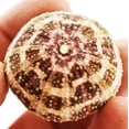 thumbnail image 4 of Sea Urchin Sampler: Natural Purple, Pink, Sputnik, Alfonso and Green Urchins - 5 Piece Set, 4 of 7