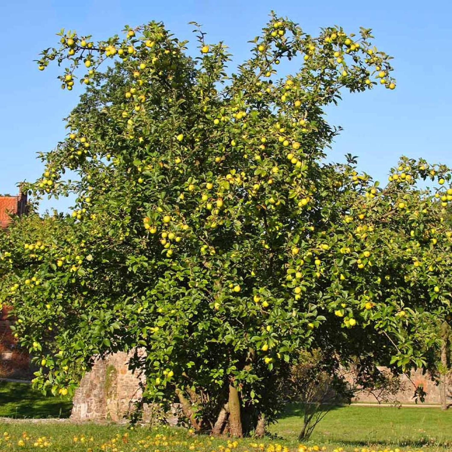 Expert Gardener 3-4 ft tall Golden Dorsett Semi-Dwarf Apple Live Tree in 7-Gallon Grower Pot