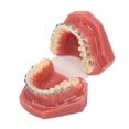 thumbnail image 4 of Modelo de dientes con soporte de metal BuyWeekMX 28 piezas Modelo de ortodoncia didáctico, 4 of 9