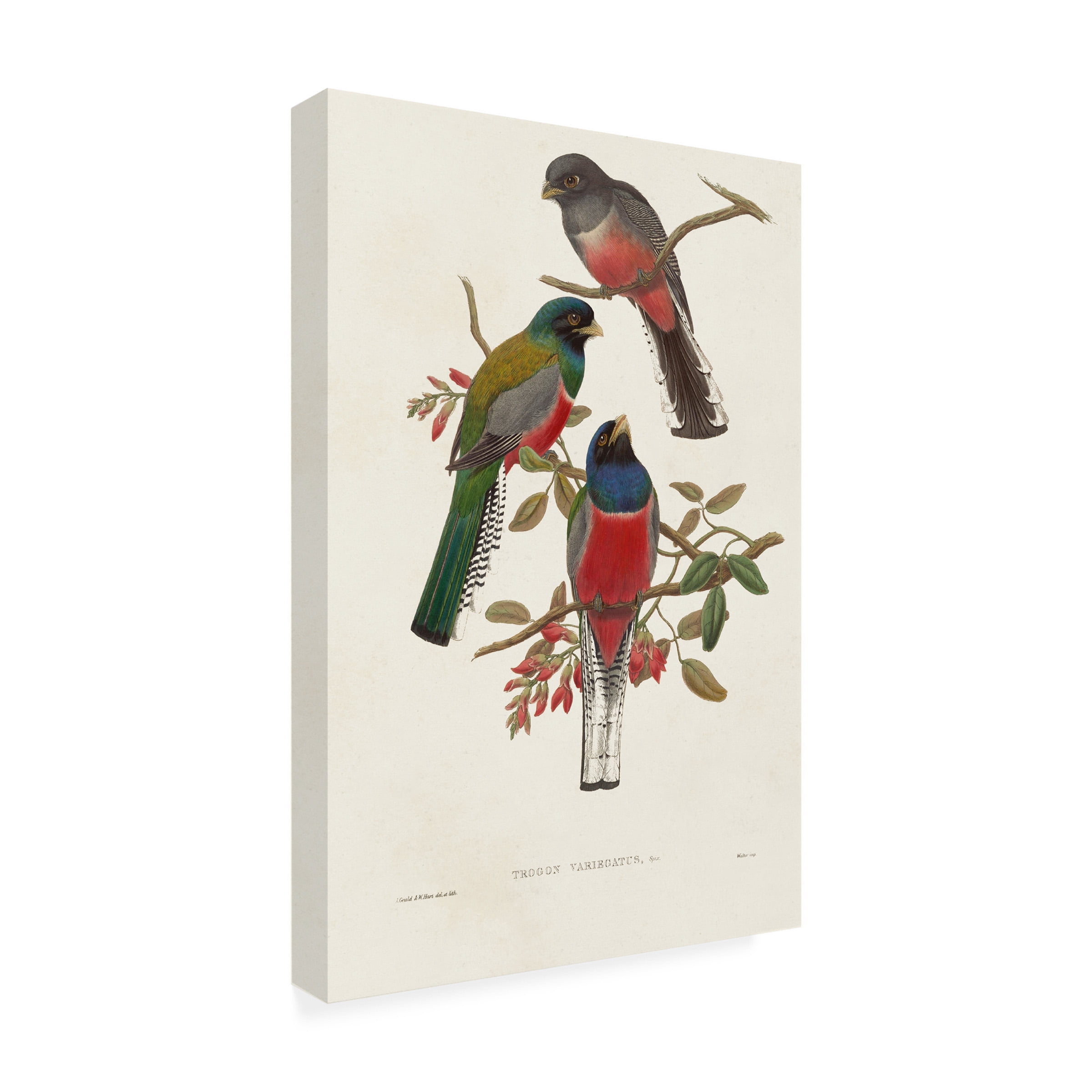 John Gould 'Elegant Trogons IX' Canvas Art