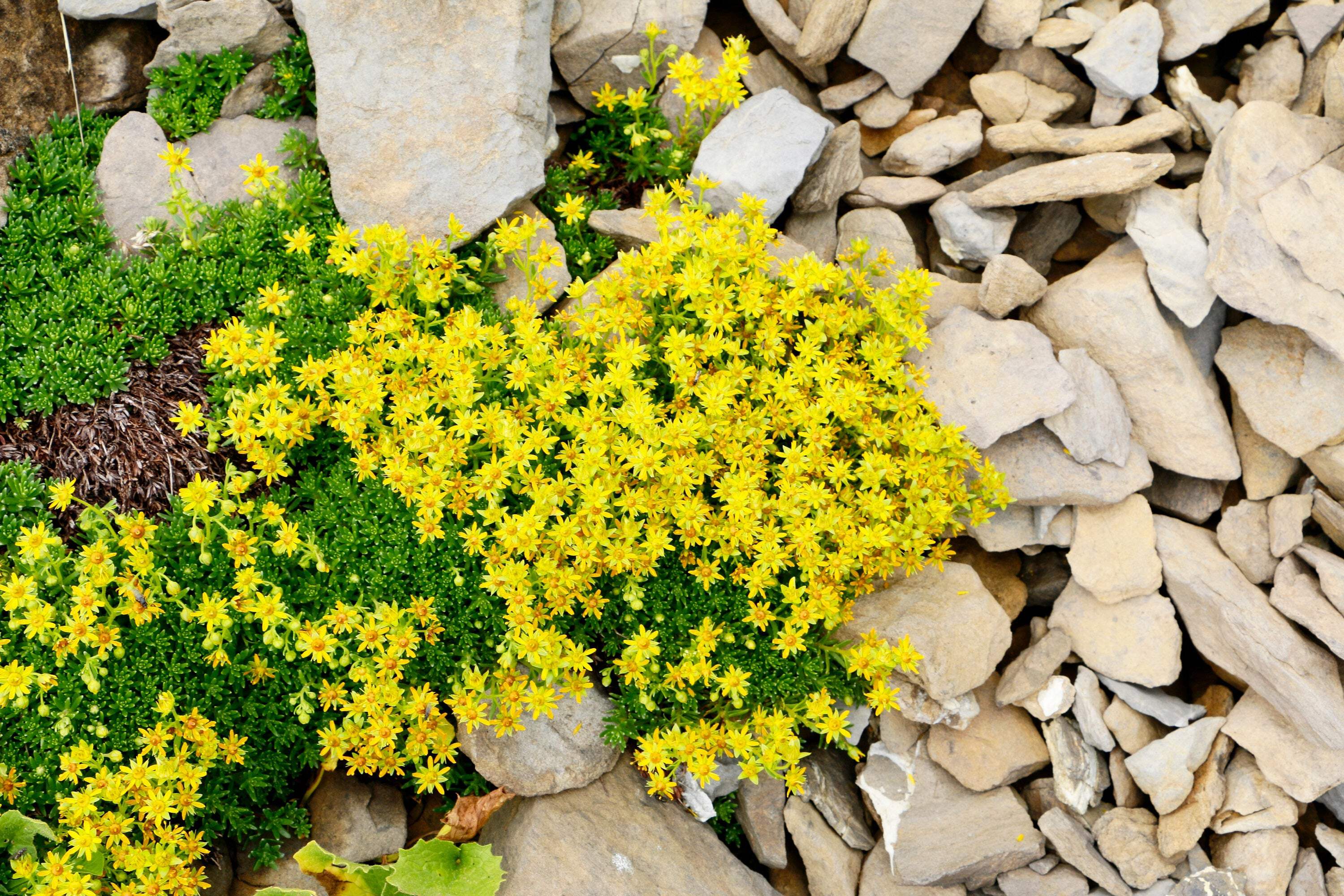 CHUXAY GARDEN Yellow Sedum Acre-Goldmoss Stonecrop,Mossy Stonecrop,Goldmoss Sedum