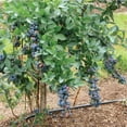 thumbnail image 5 of Titan Blueberry Bush Live Fruit Plant, 1 Gallon Potted, Deciduous-Liner, 5 of 6