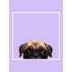 thumbnail image 3 of Inquisitive Creatures - Bolso estilo tote diseño de un perrito Pug (Lila), 3 of 3