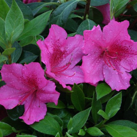 Pixies Gardens Southern Charm Azalea 2 Gallon