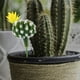 thumbnail image 2 of BRIGHTFUFU 4 cactus artificiales realistas de plástico en miniatura, suculentas, decoración para el hogar y la oficina, cactus artificiales realistas para la casa de tu mascota., 2 of 8