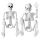thumbnail image 1 of 2 piezas de esqueleto de decoración de Halloween, esqueleto colgante de Halloween articulado de cuerpo completo de 16 pulgadas para decoración interior y exterior, 1 of 7