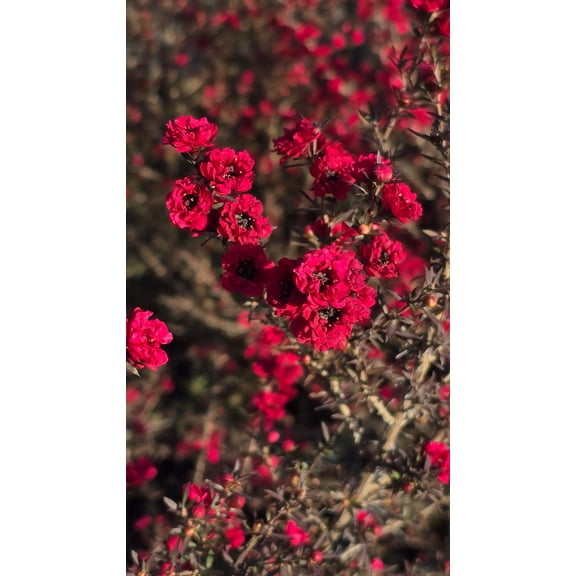 Leptospermum scoparium 'Ruby Glow 5 gallon pot 5tf tall - Get similar