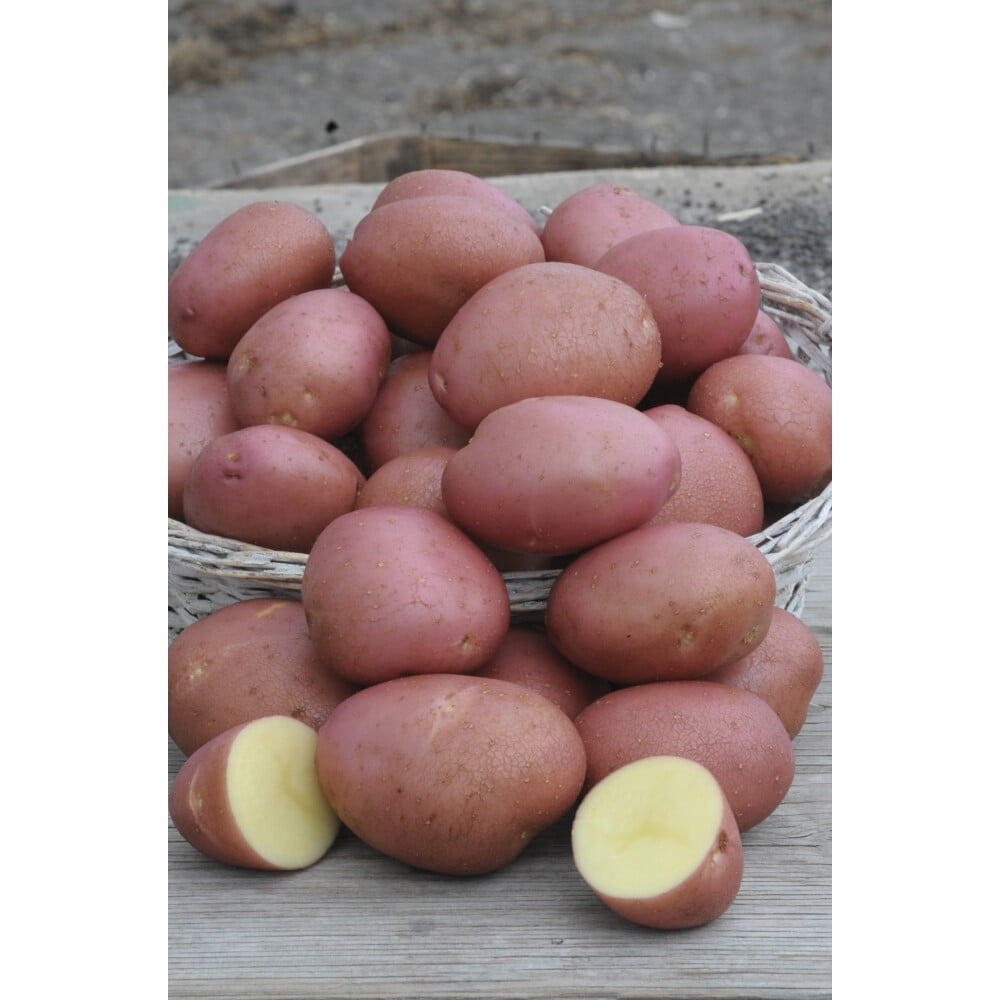 Semences de pommes de terre Tasc - Pommes de terre de semence Norland Red, tubercule potager annuel