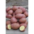 thumbnail image 1 of TASC Solanum Tuberosum Norland Potato, 1 of 1