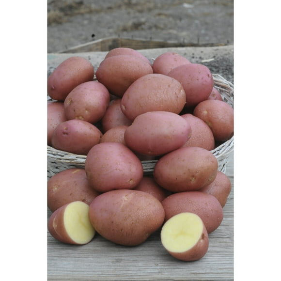 Semences de pommes de terre Tasc - Pommes de terre de semence Norland Red, tubercule potager annuel