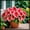 C, variant on Hostas Planting-(Non-Artificial)-Premium Ornamental Garden Stakes-Home Decoration-Beautiful Gift Garden-Bloom Year After Year