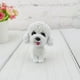 thumbnail image 3 of Adorable figura de perro de coche sacude la cabeza asintiendo brillar Electrónica, 3 of 4