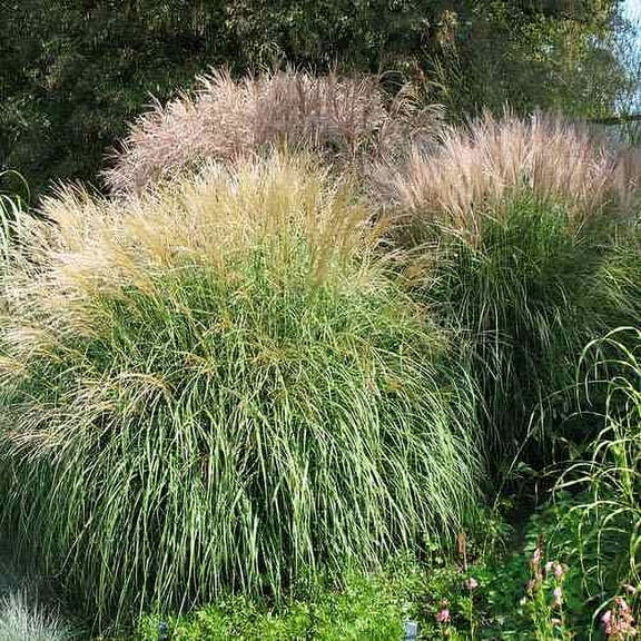 Miscanthus Sinensis Chinese Silver Drought Tolerant Xersicape Ornamental Grass Seed - 1000 Seeds