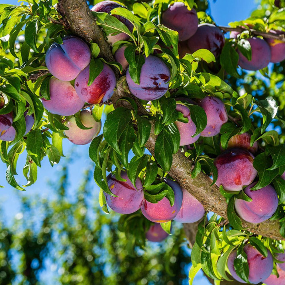 Expert Gardener Ozark Plum Live Tree, 3-4 ft Tall, 7-Gallon Grower Pot