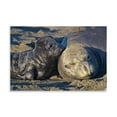 thumbnail image 2 of Gango Home Decor Elephant Seals I by Lee Peterson (Printed on Paper); One 36x24in Fine Art Paper Giclee Print, 2 of 4